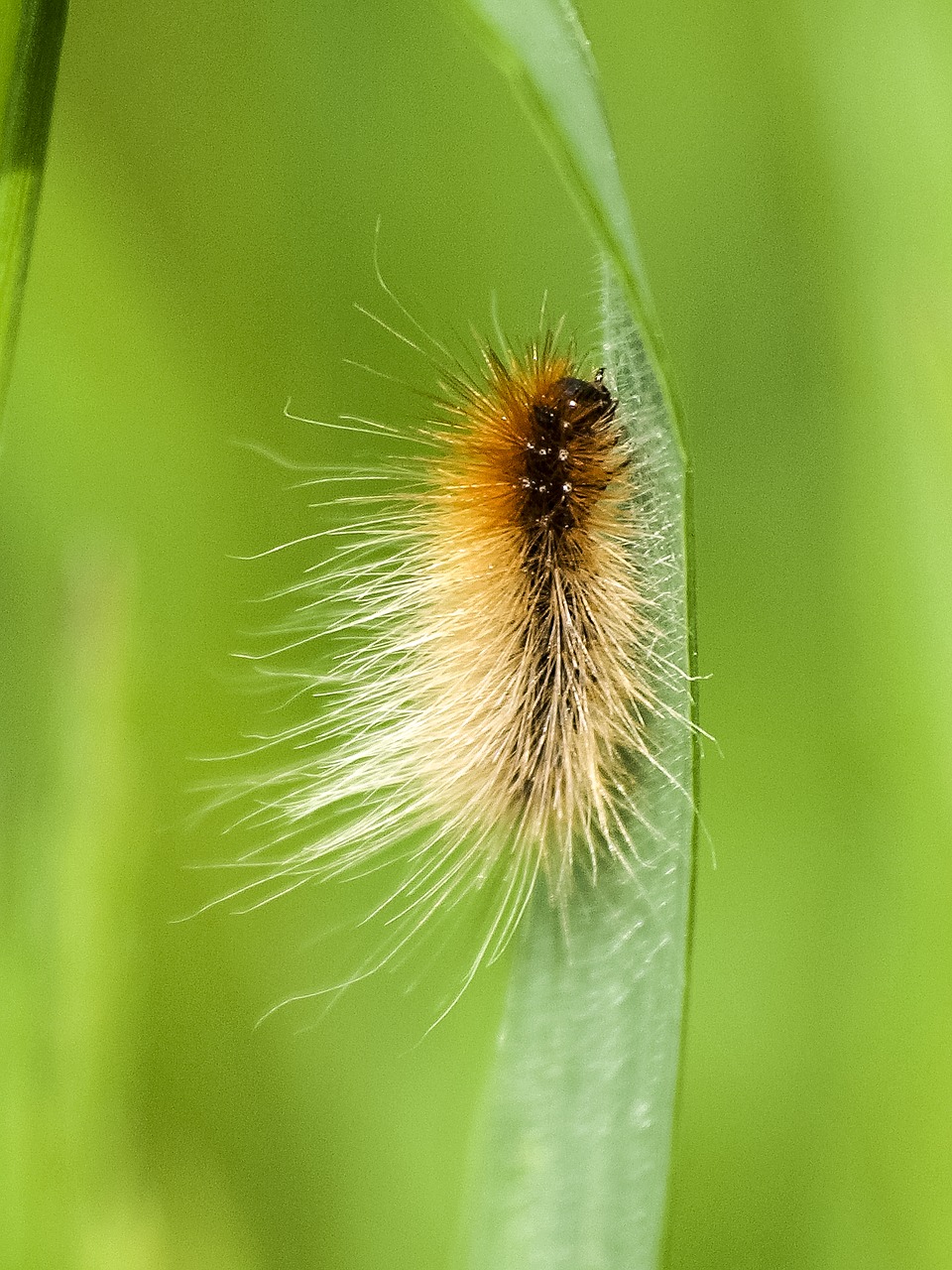 Image - caterpillar brown bear insect