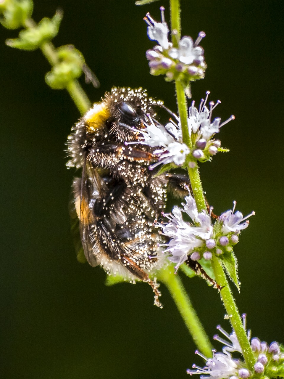 Image - fictional hummel insect nature