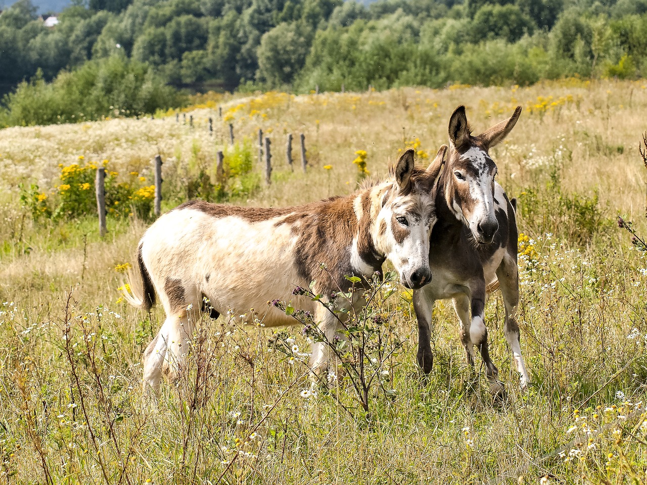 Image - donkey mammal livestock weidetier