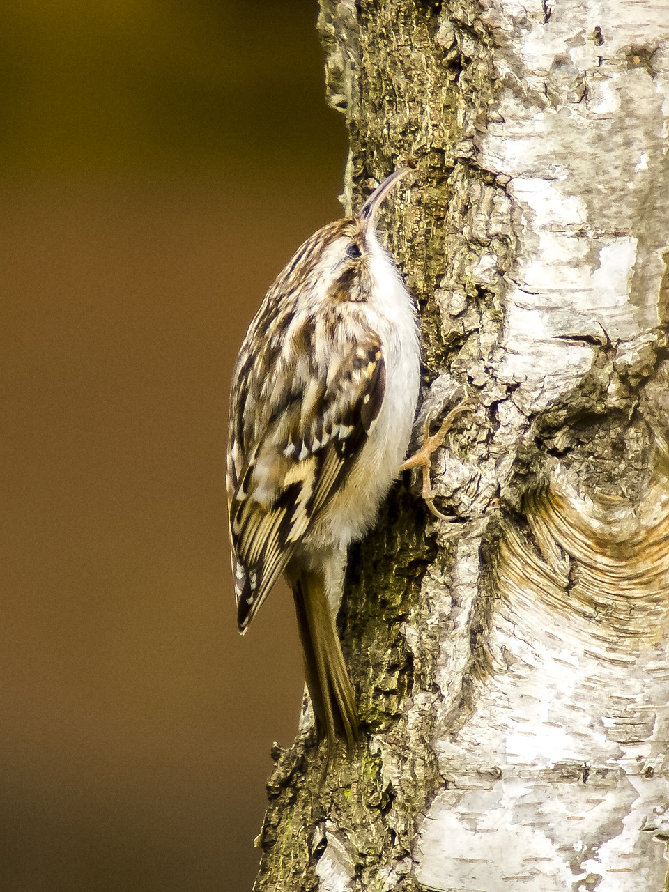 Image - garden tree runner tree runner bird