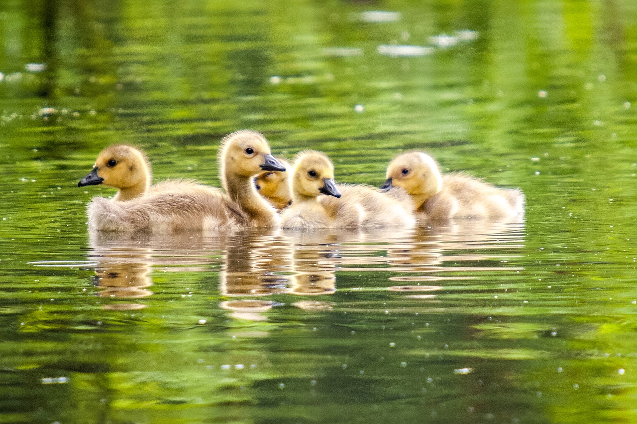 Image - goose chicks canada goose nature