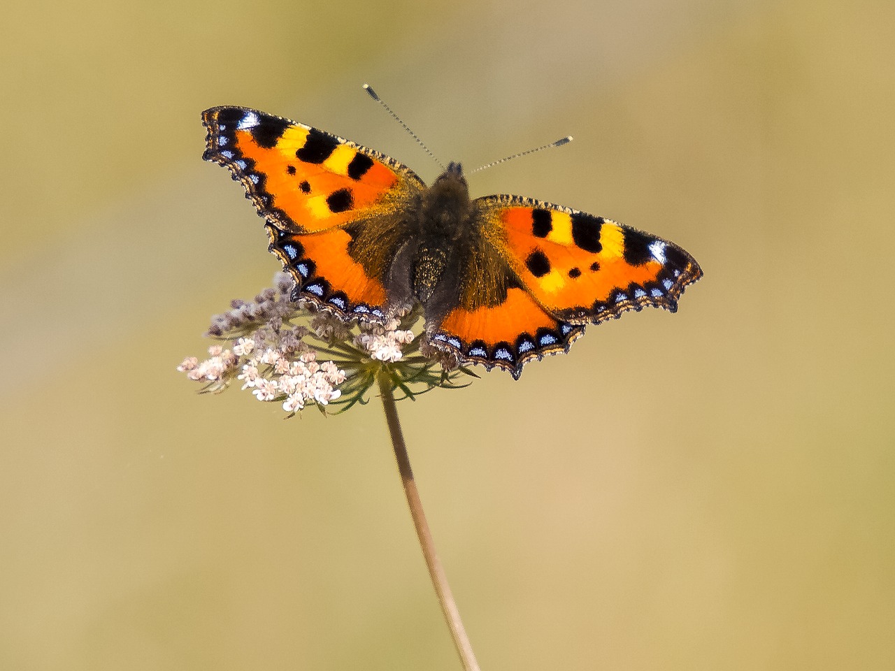 Image - little fox butterfly insect nature