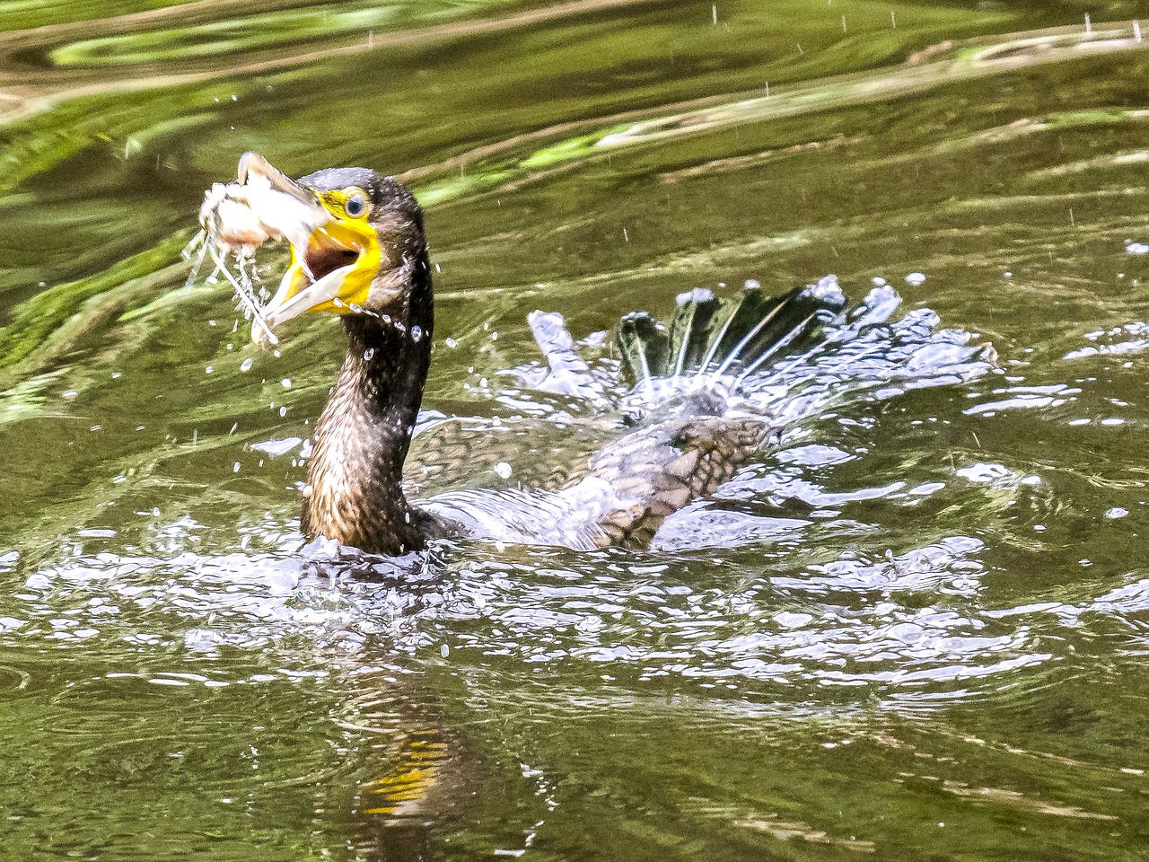 Image - cormorant bird water bird nature