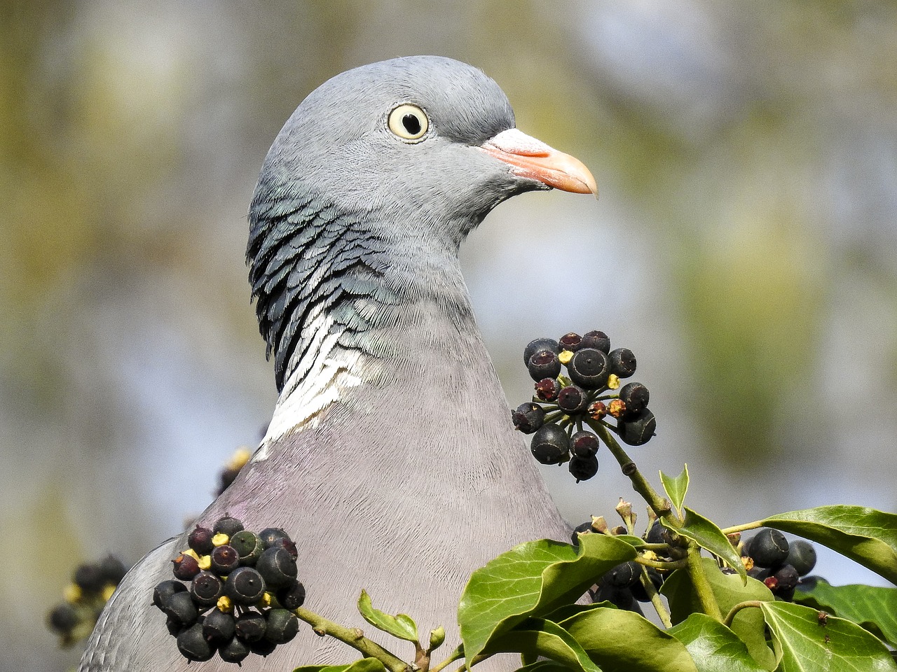 Image - ringdove dove bird nature animal