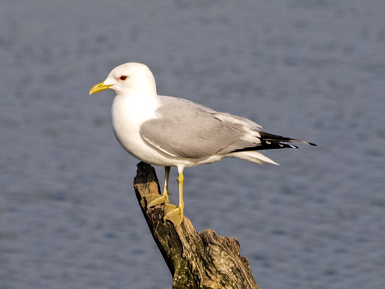 Image - mew gull seagull bird water bird