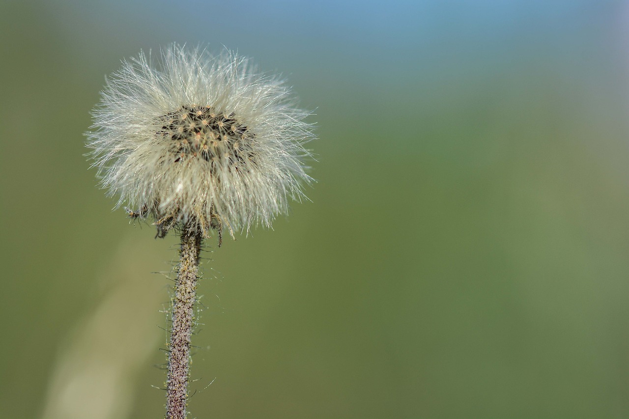 Image - dandelion spring spring flowers