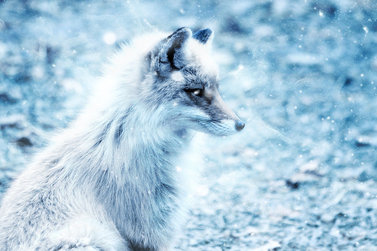 Image - fox snow art vintage winter