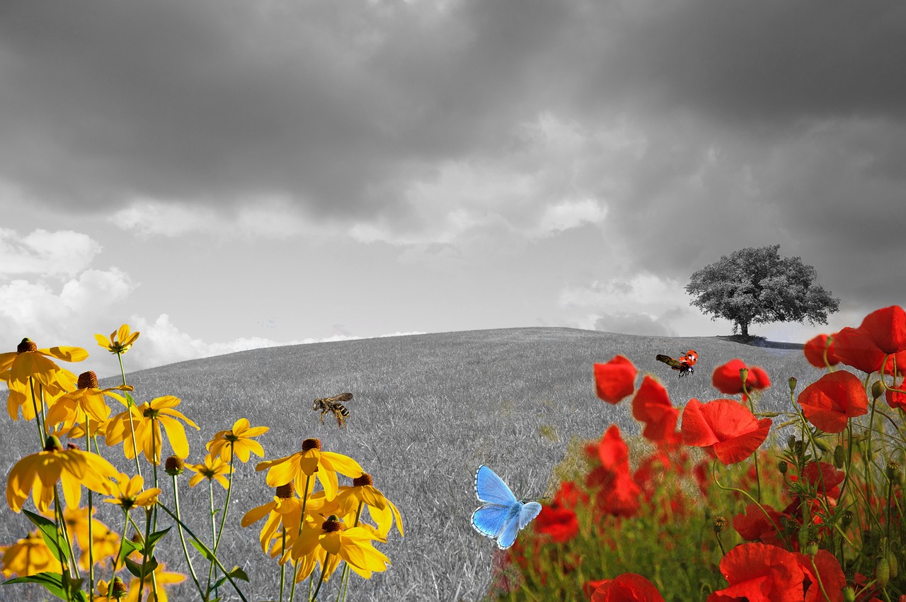 Image - meadow green meadow flower meadow