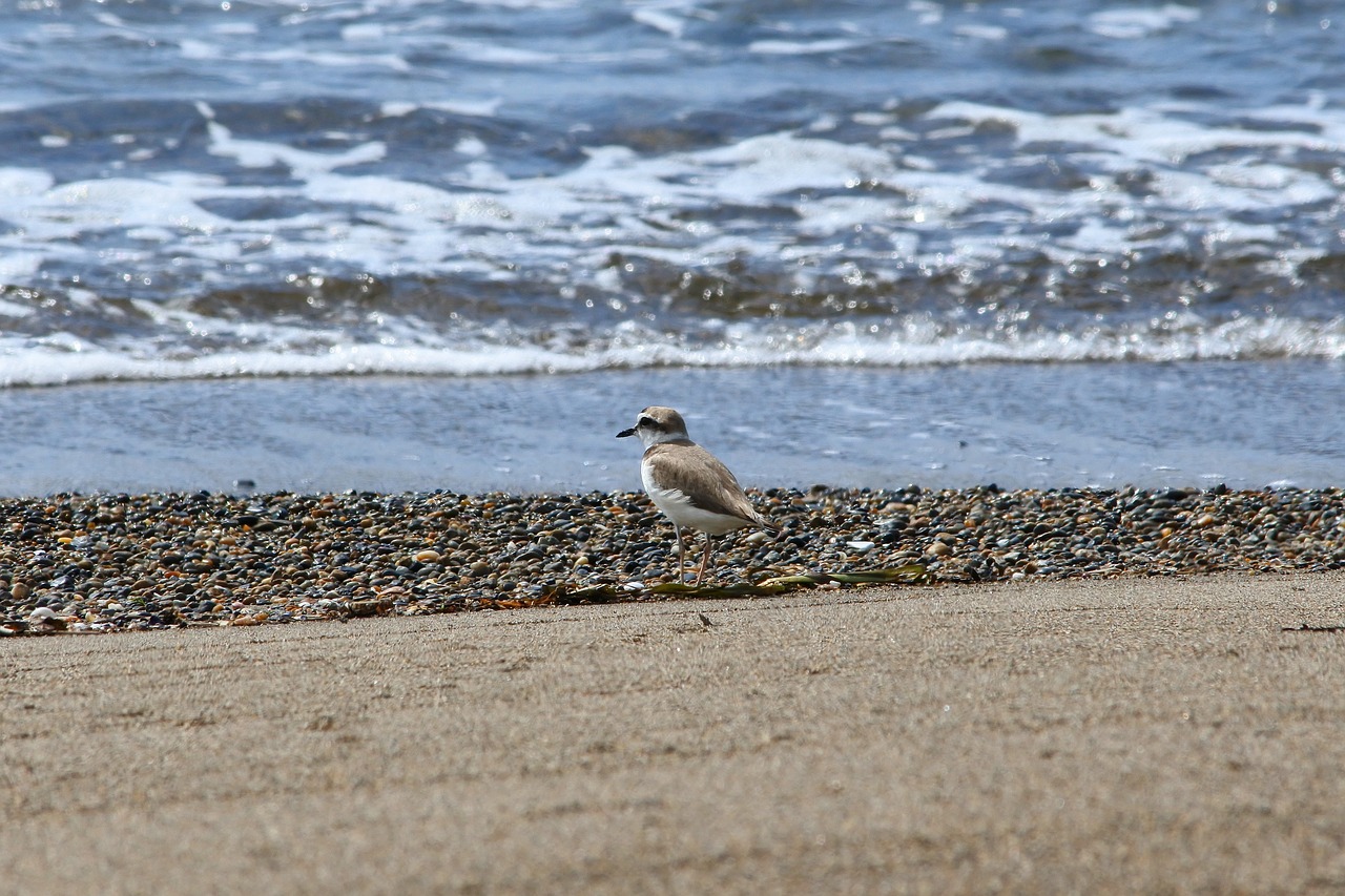 Image - animal sea beach wave little bird