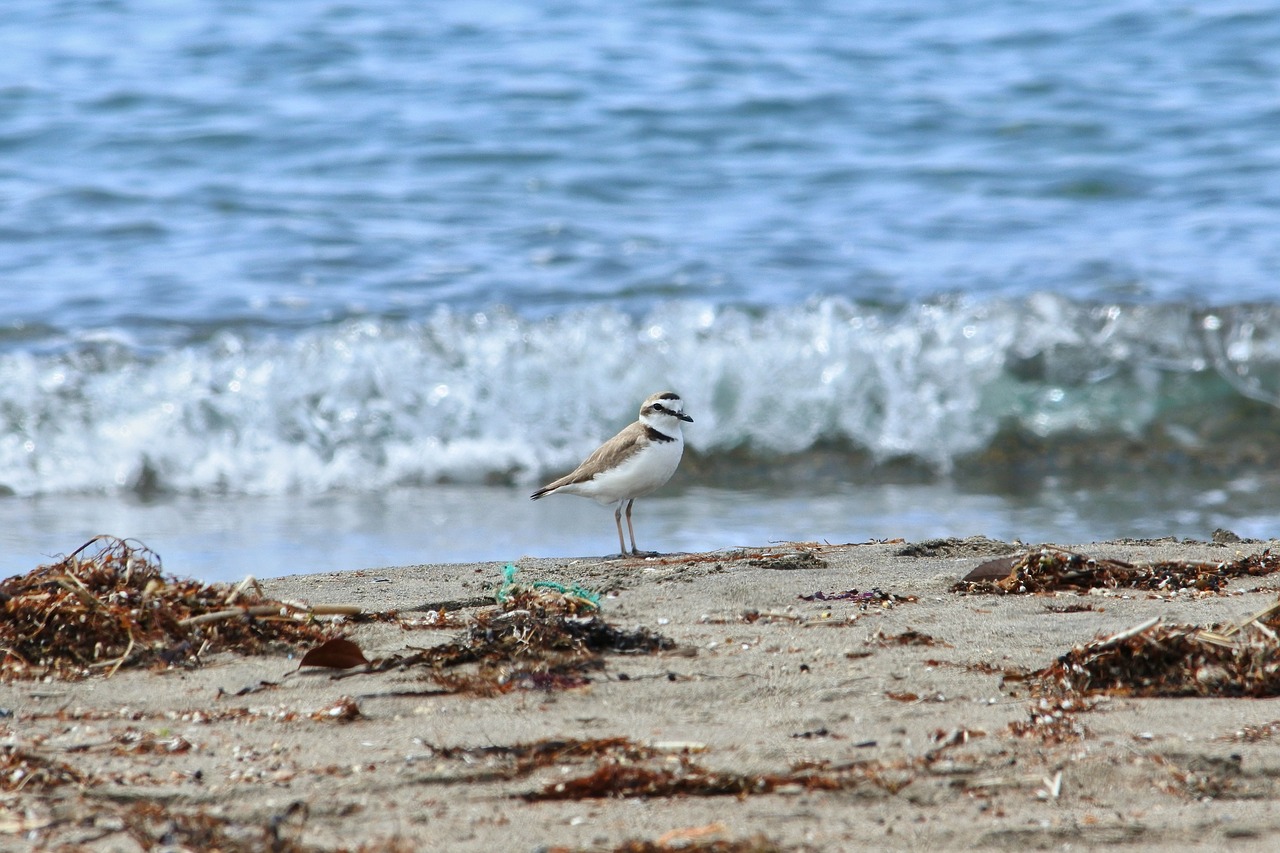 Image - animal sea beach wave little bird