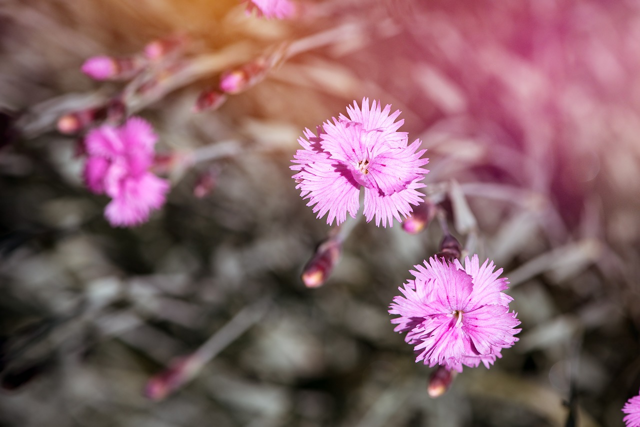 Image - cloves cushion flowers