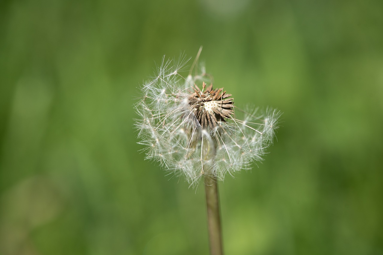 Image - plant faded dandelion seeds