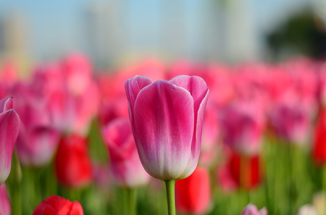 Image - tulips red macro vivid color