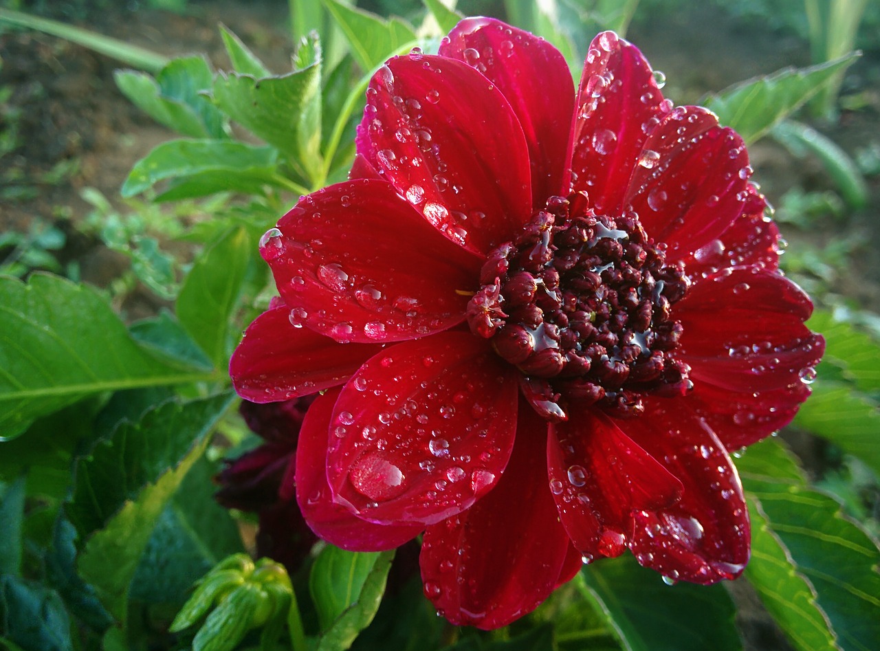 Image - flower water drop wet rain red