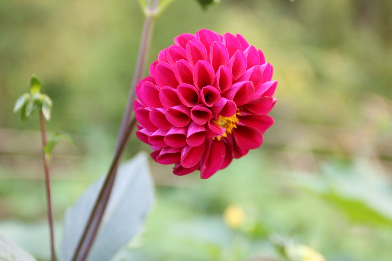 Image - flower sweet potato flowers