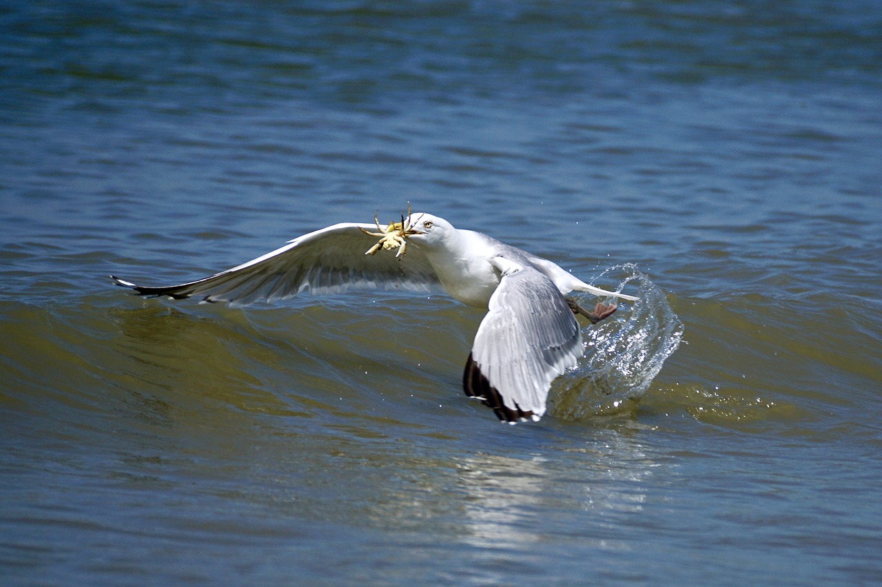 Image - gull fang food prey fly cancer