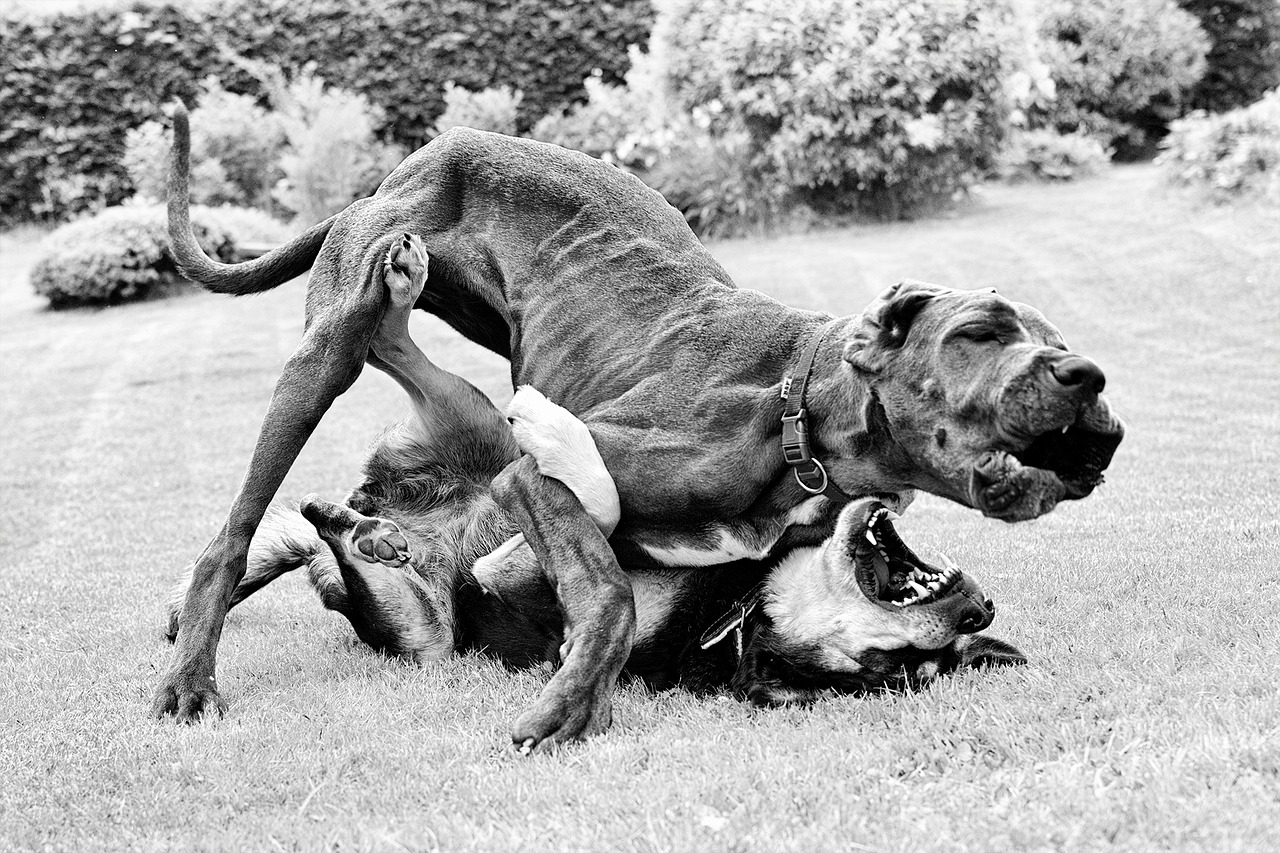 Image - great dane judo match