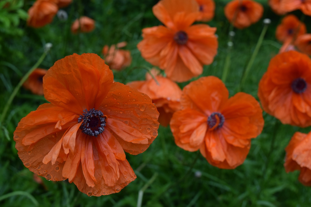 Image - poppy flower plant floral bloom