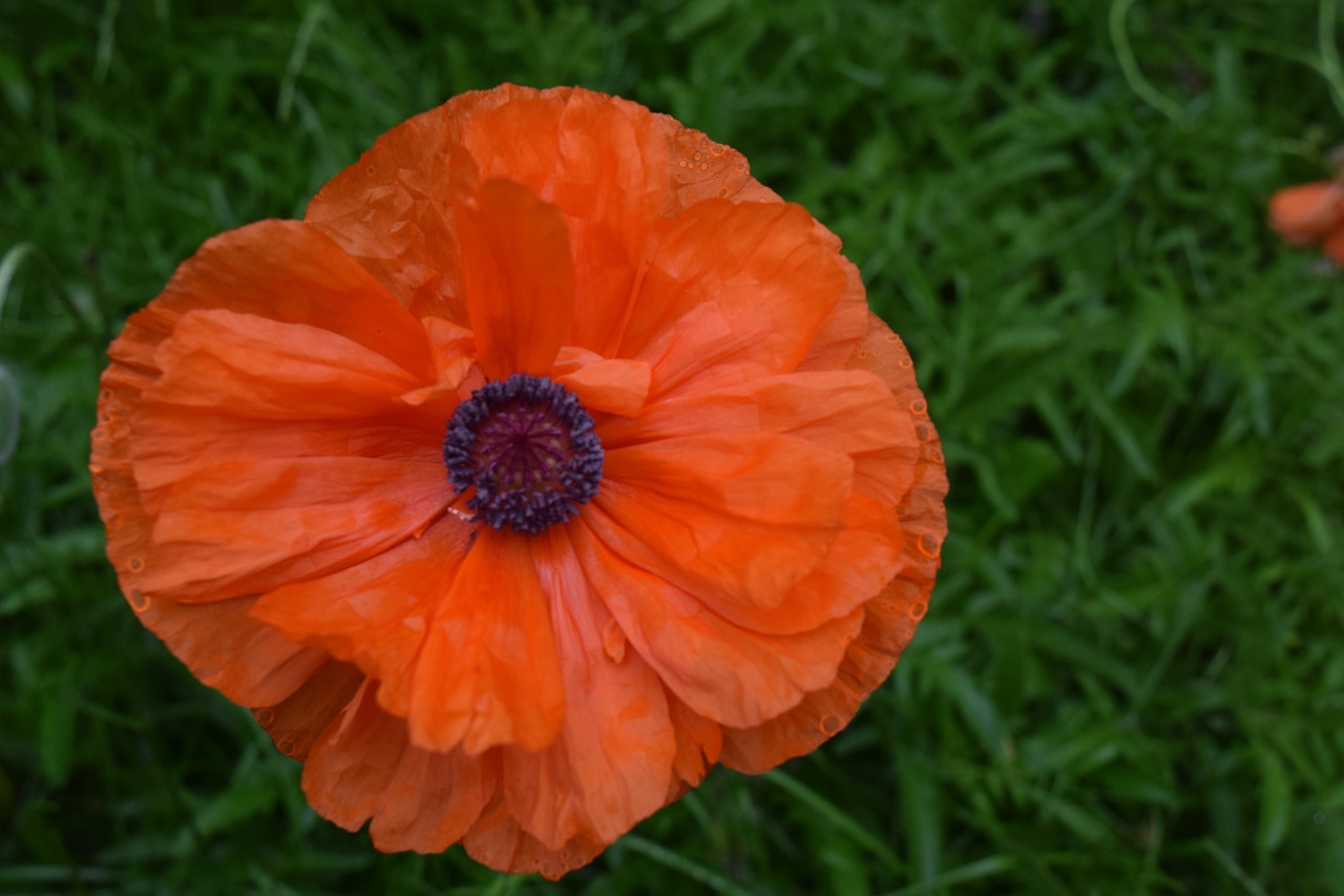 Image - poppy flower outdoor green