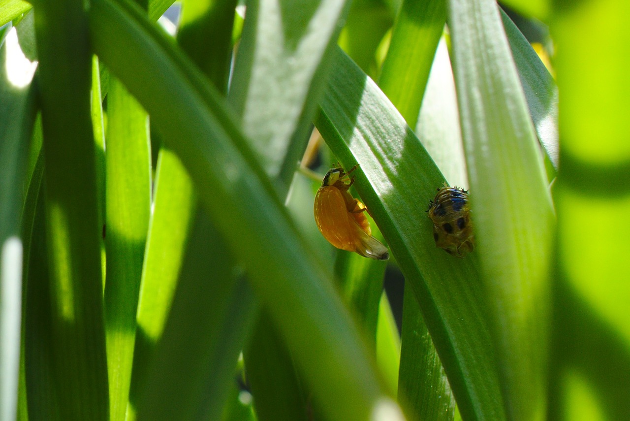 Image - hatched ladybug bug wildlife