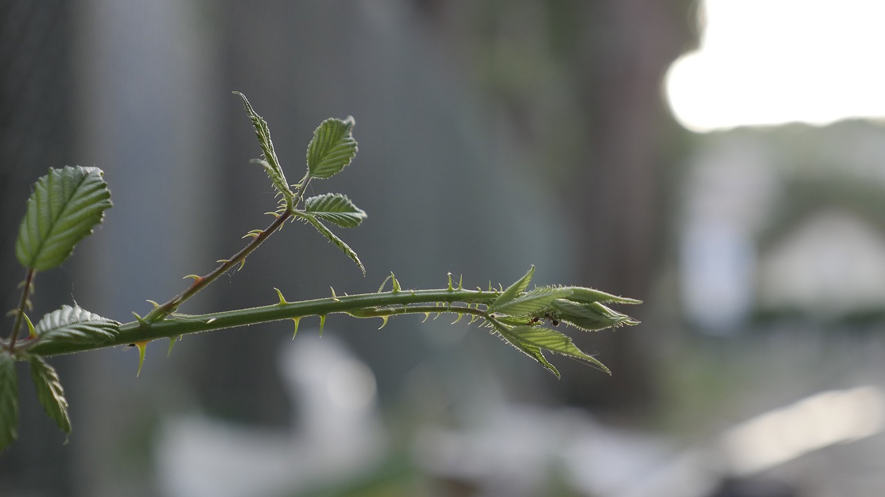 Image - ant thorn plant green