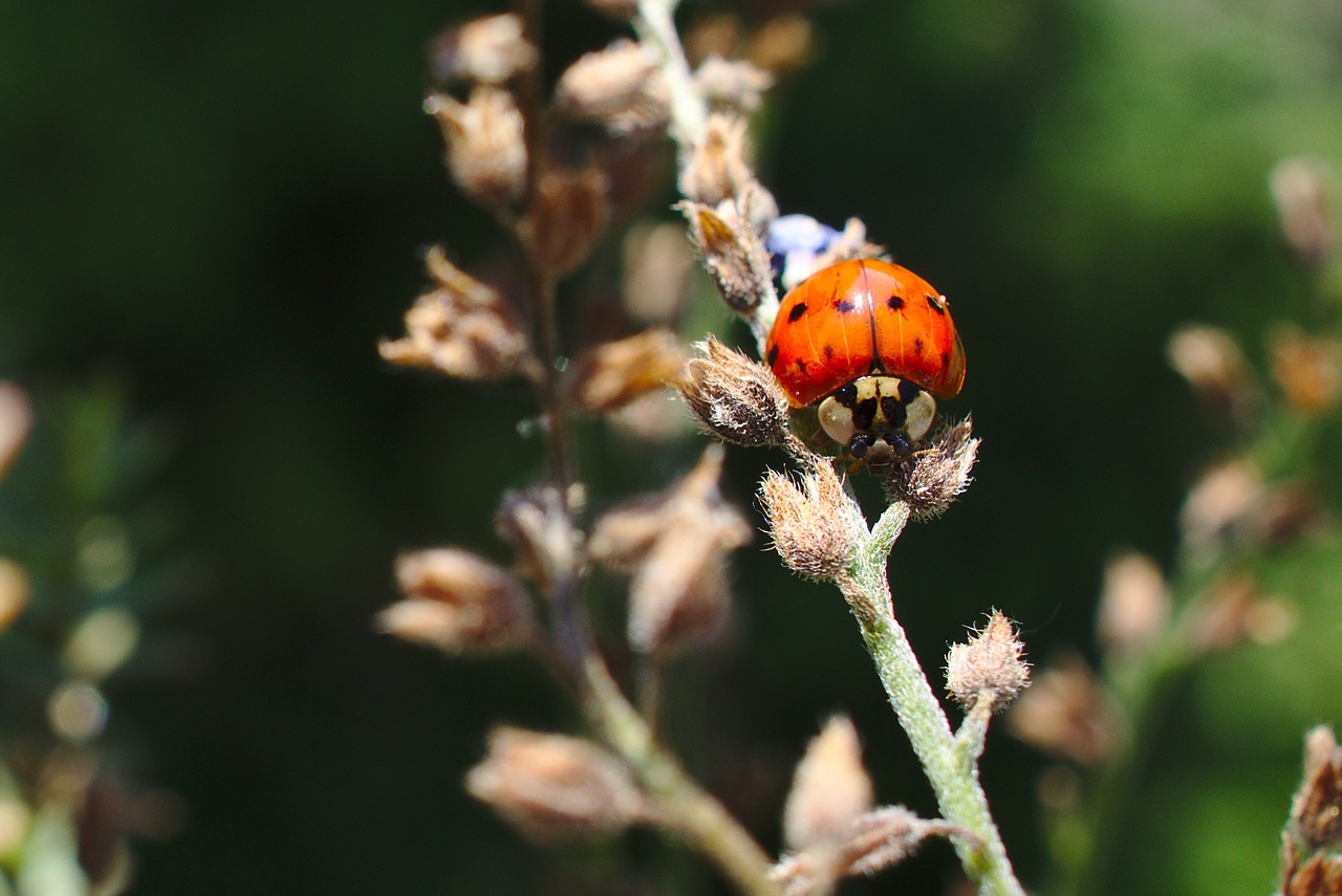 Image - ladybug bug wildlife animal summer