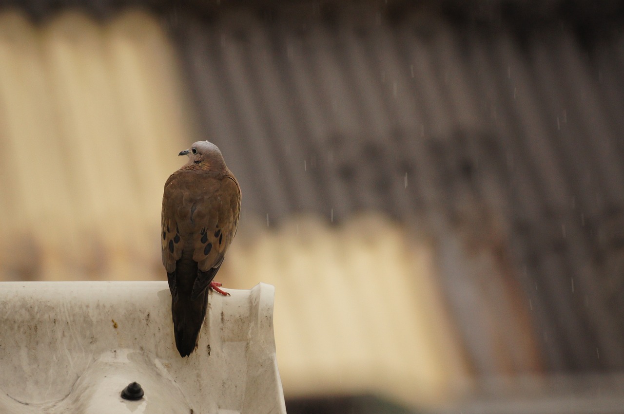 Image - landscape fauna armenia quindio