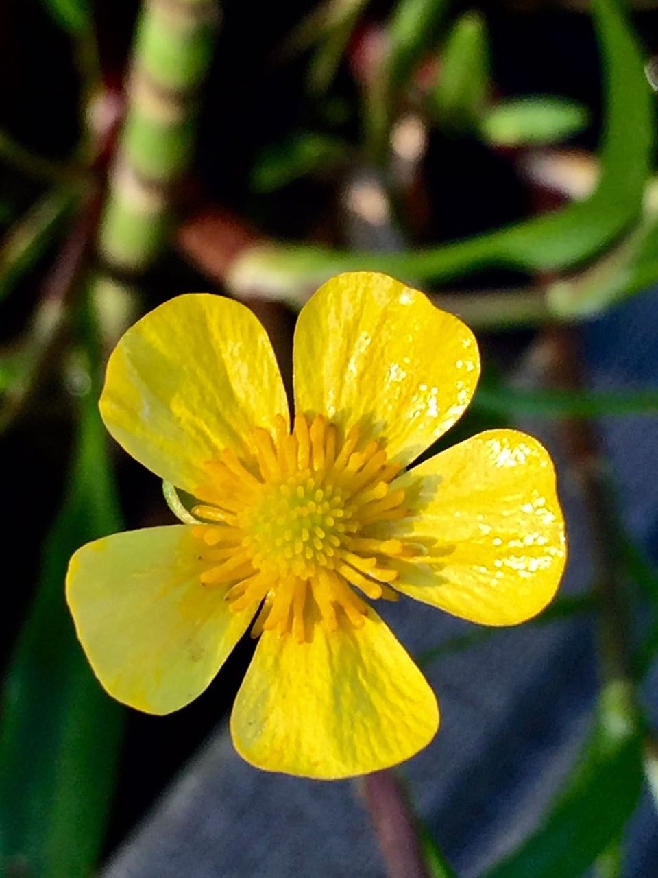 Image - flower caltha palustris yellow