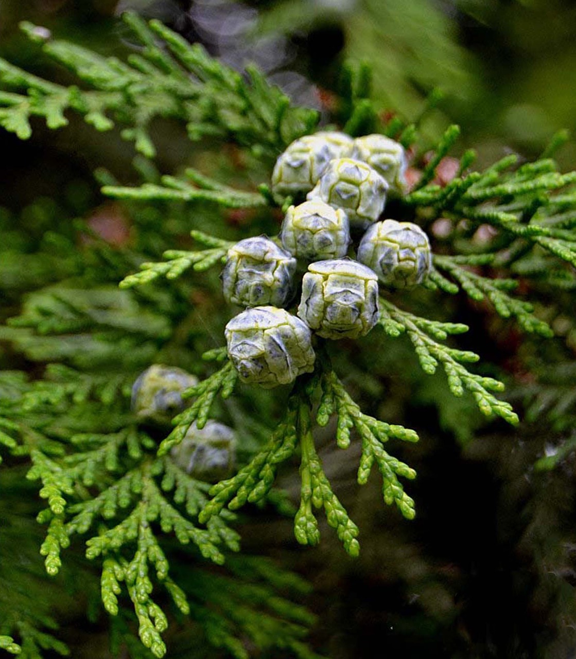 Image - cypress fruit tree nature green