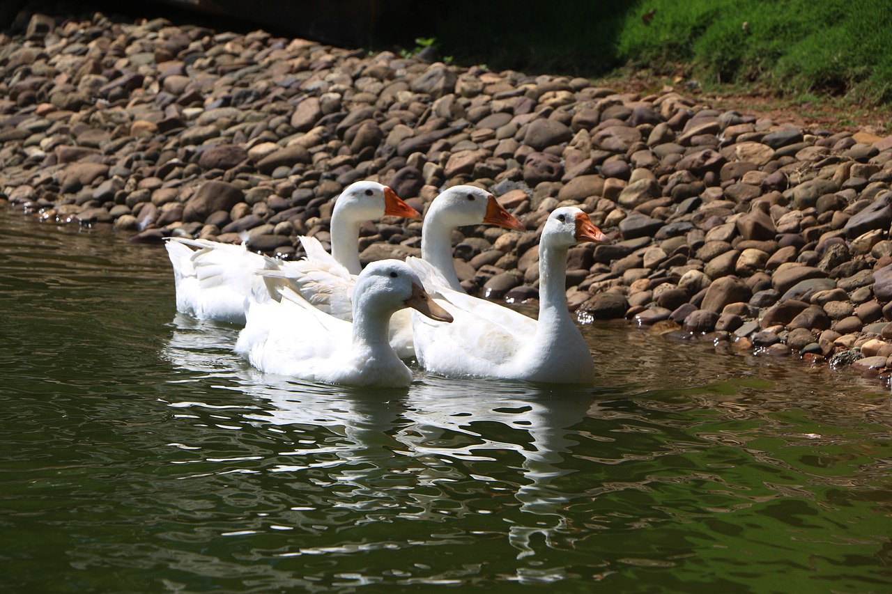 Image - animal lake paddle goose