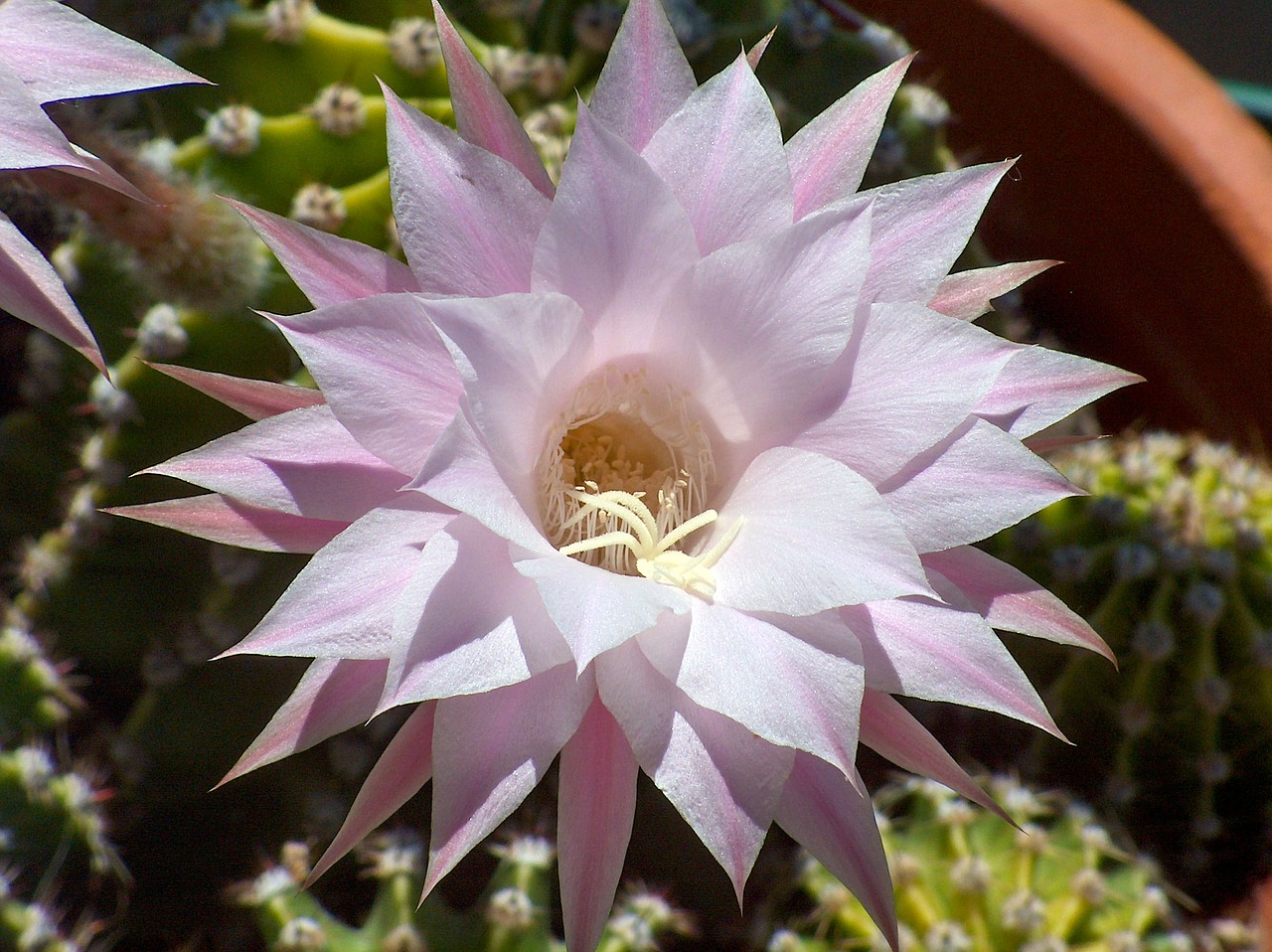 Image - echinopsis plants garden