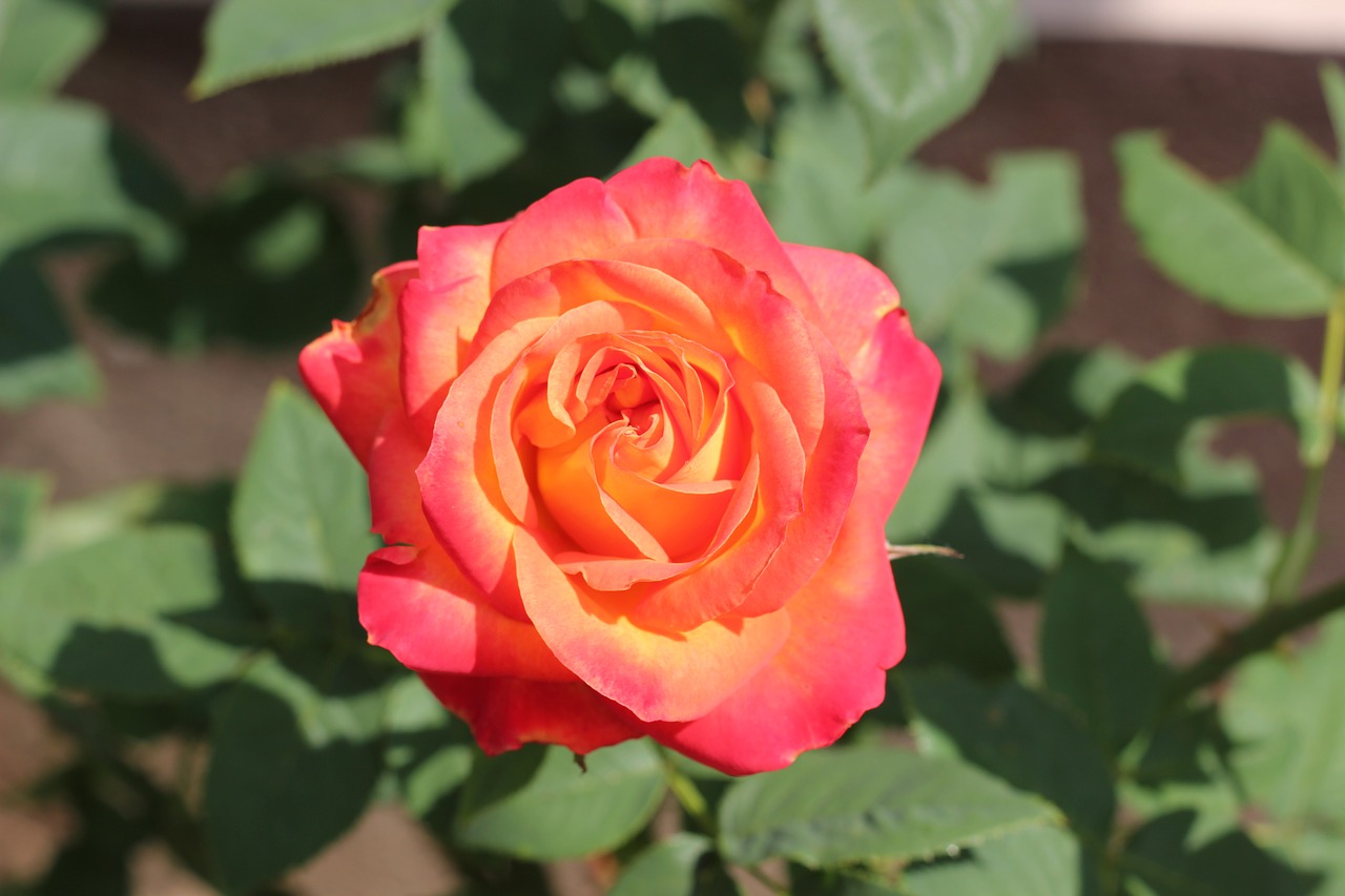 Image - red yellow rose alinka bloom green
