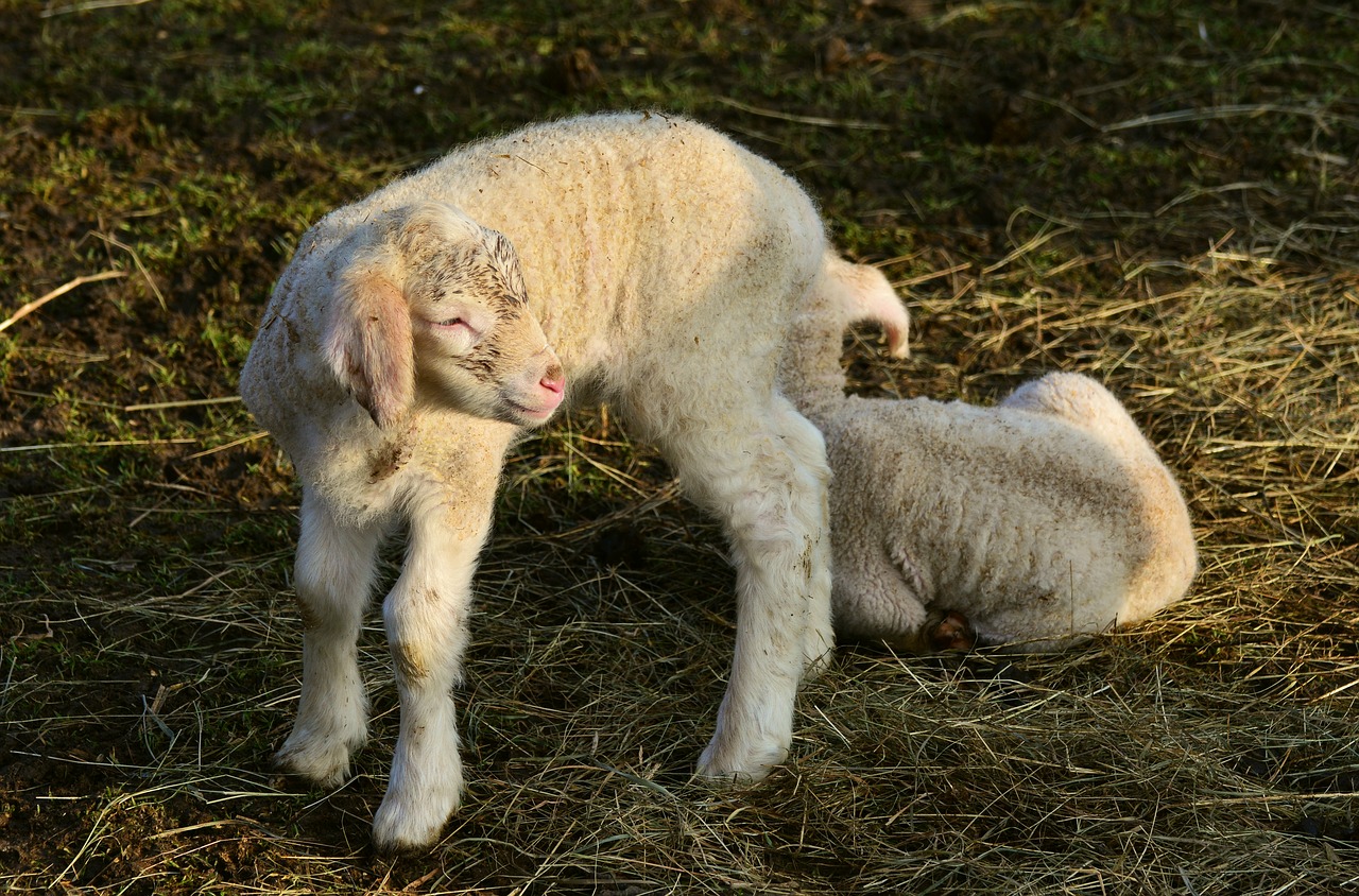 Image - lamb young animal schäfchen wool