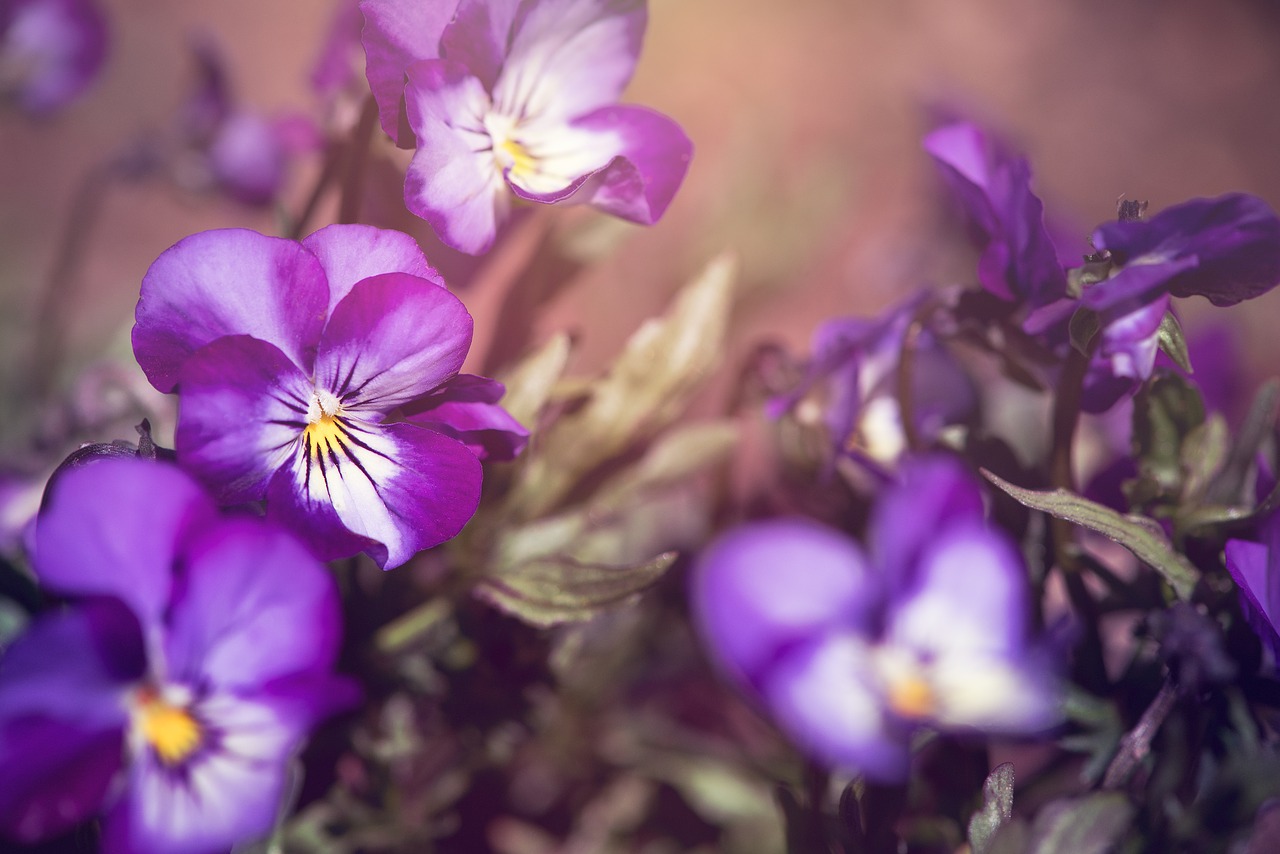 Image - pansy violet blue purple garden