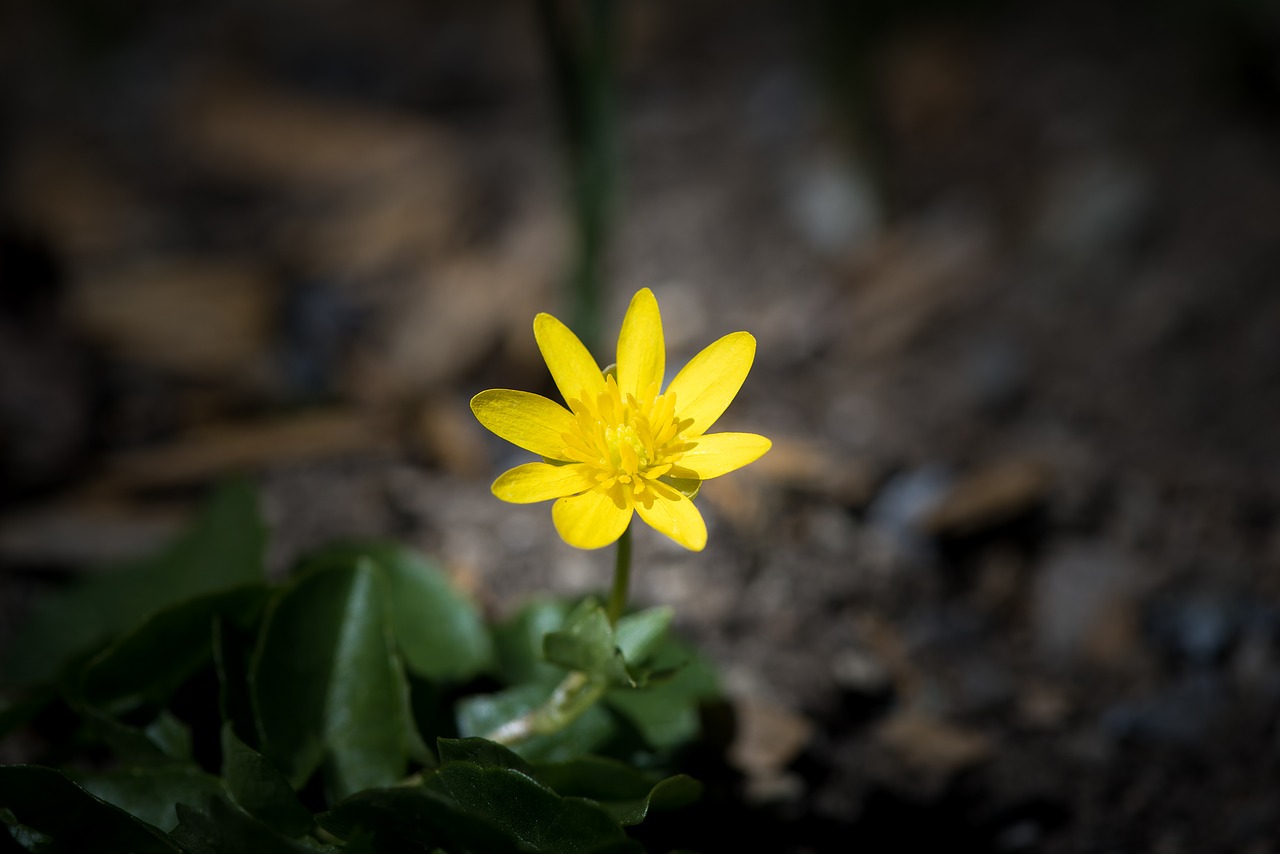 Image - celandine feigwurz yellow flower