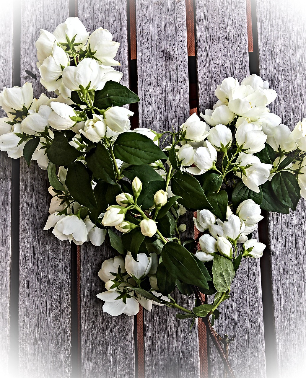 Image - jasmin flowers bouquet