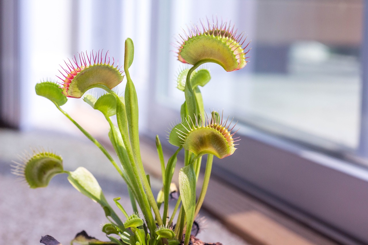 Image - venus fly trap plant green