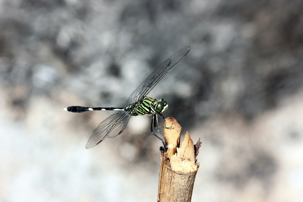 Image - dragonfly insect macro nature