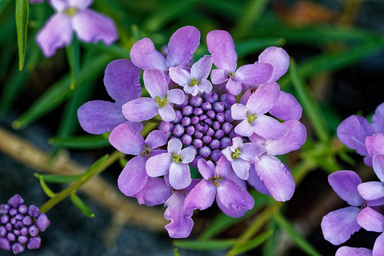 Image - candytuft doldige loop flower