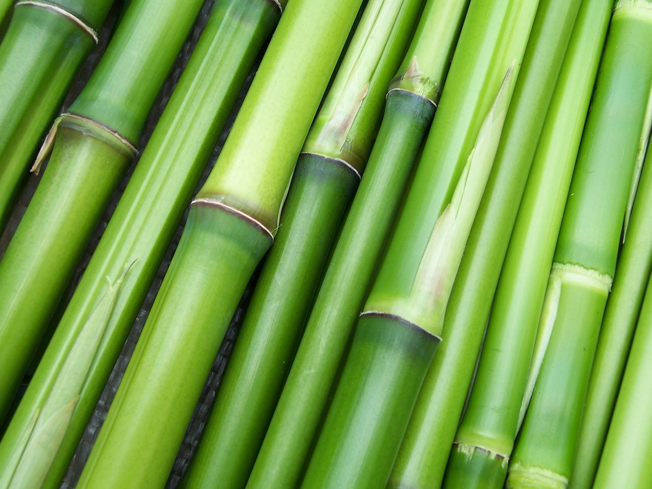 Image - bamboo green plant