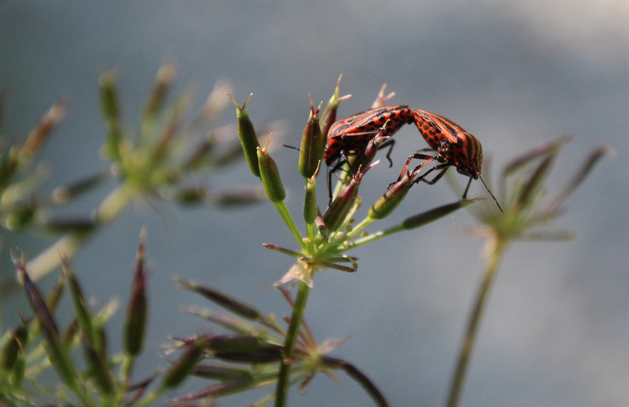 Image - beetle red love