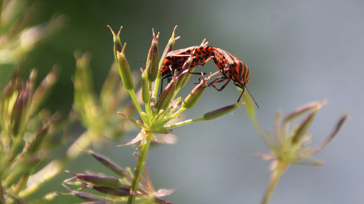 Image - beetle red love