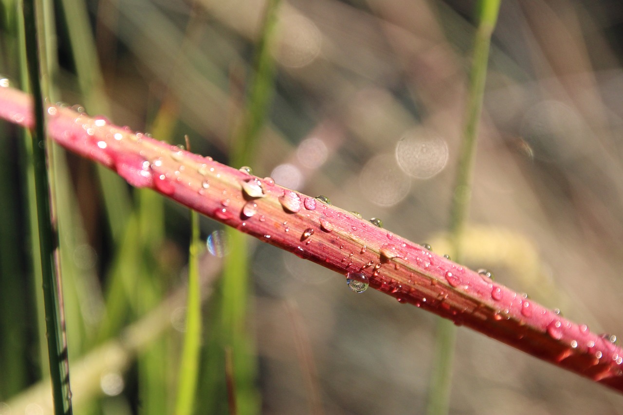 Image - grass drop of water red drip