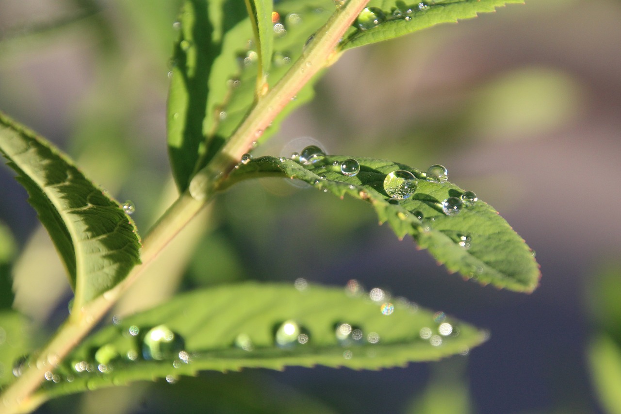 Image - leaf drop of water drip pearl