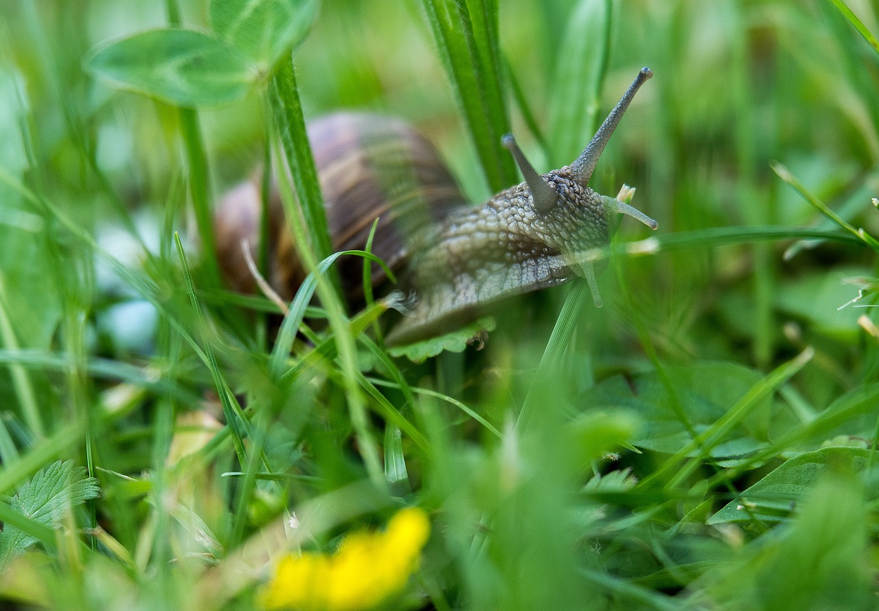 Image - snail probe nature shell animal