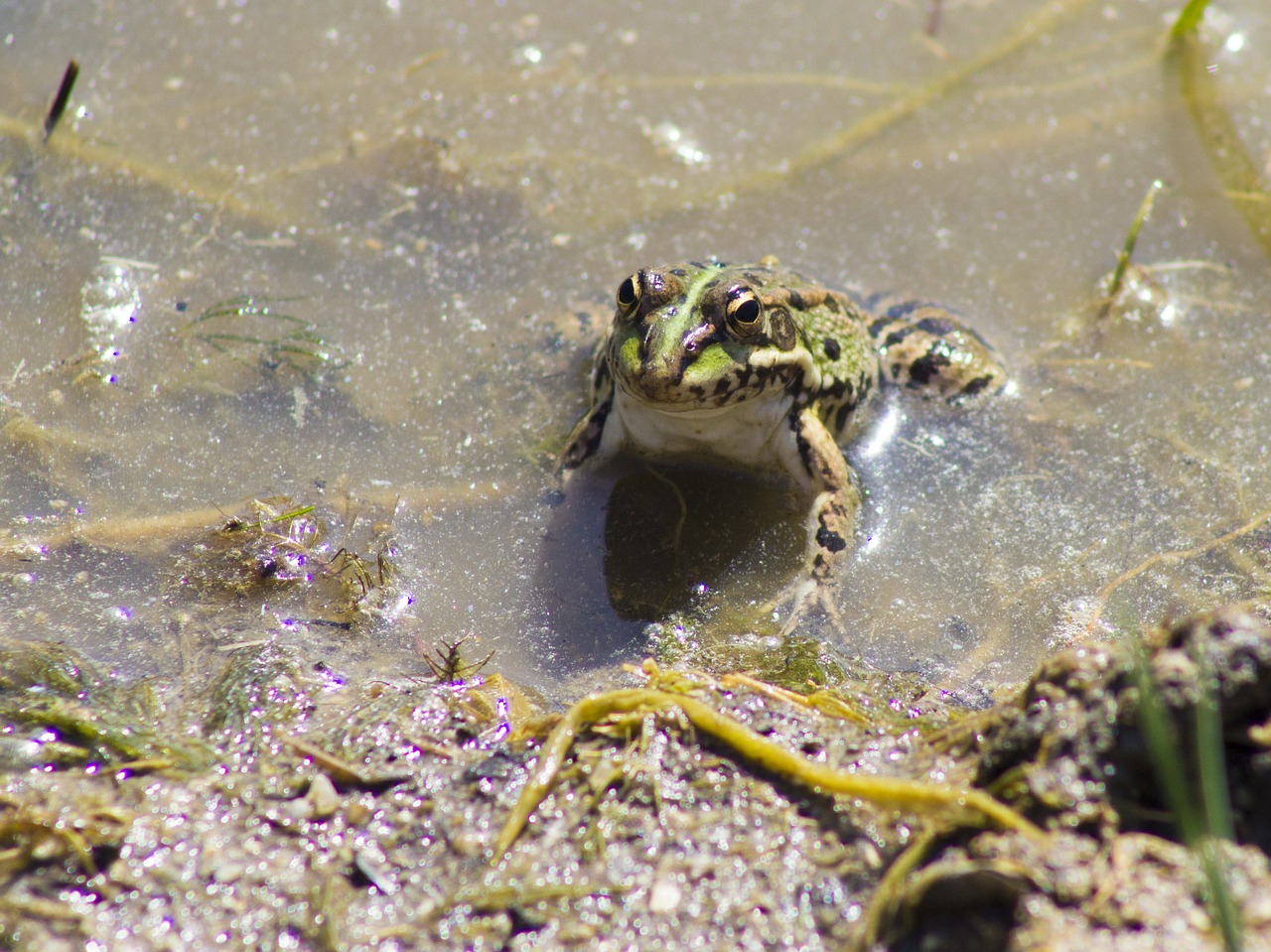 Image - frog batrachian water green frog