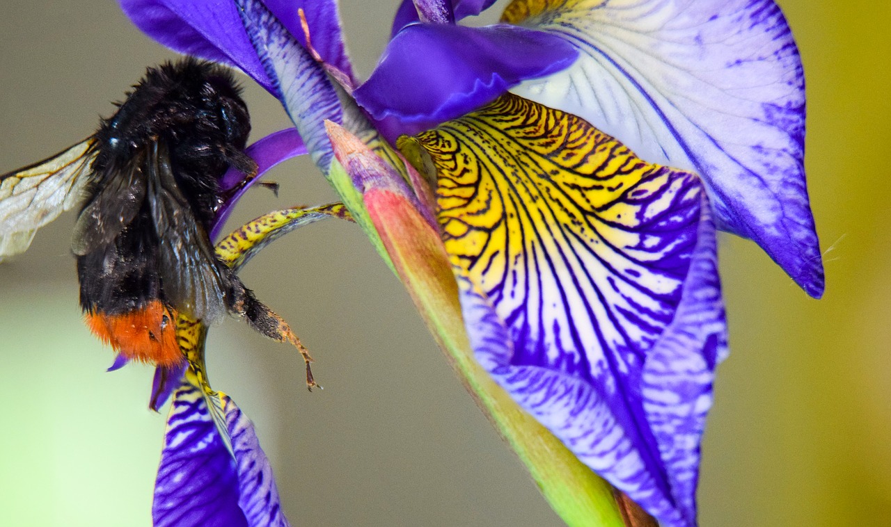 Image - macro flower nature bumblebee iris