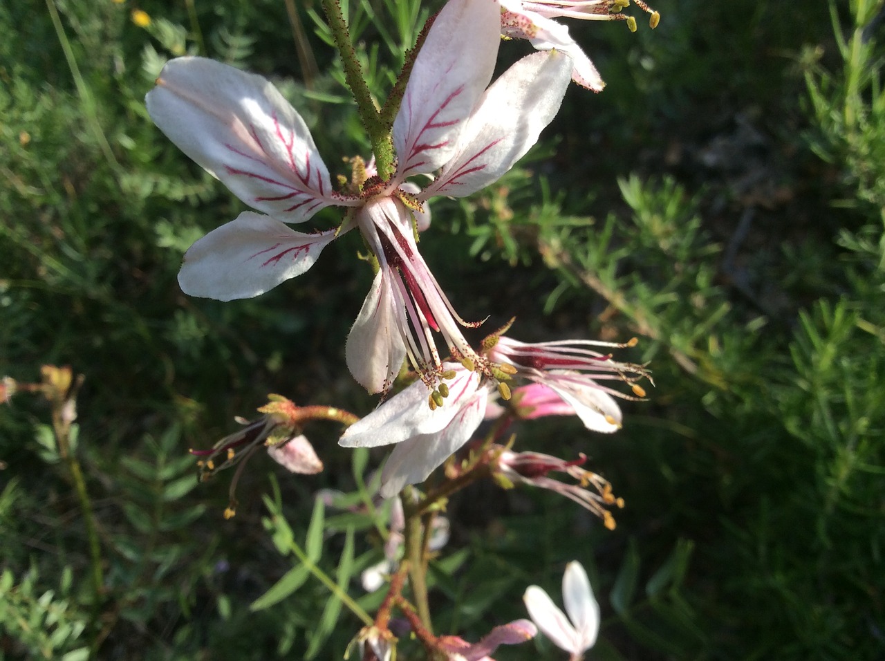 Image - tarraguillo flower