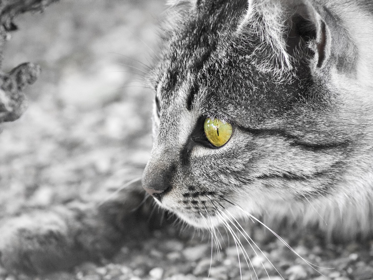 Image - cat eyes whiskers cat home feline