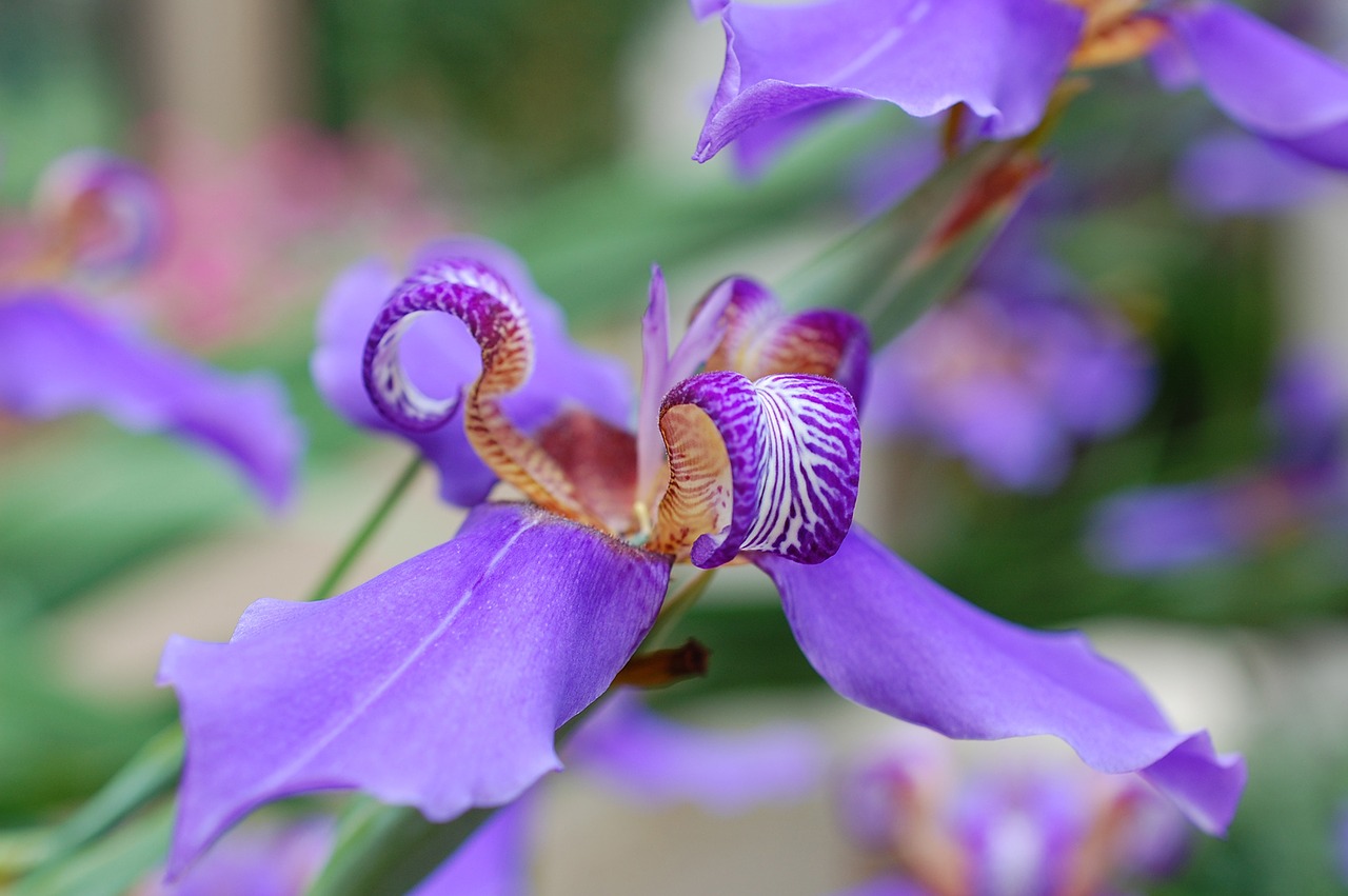 Image - japanese iris iris blooms flowers